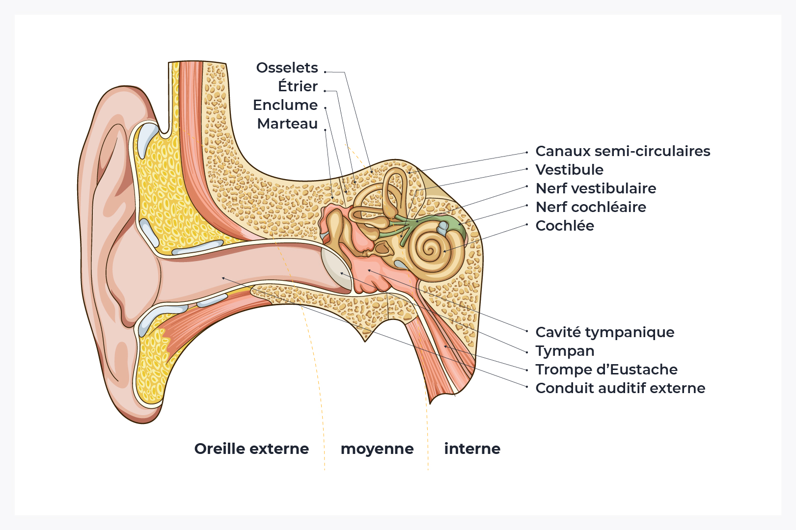 OREILLE-SCHEMA
